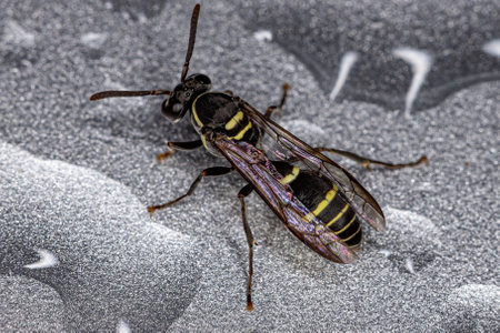 Yellow-banded Polybia Wasp of the species Polybia occidentalis