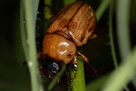 Adult Masked Chafer of the Genus Cyclocephala