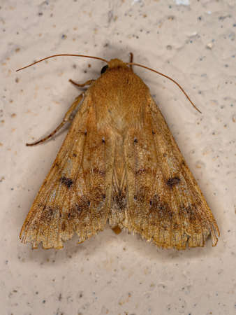 Adult Moth Insect of the Genus Helicoverpaの写真素材