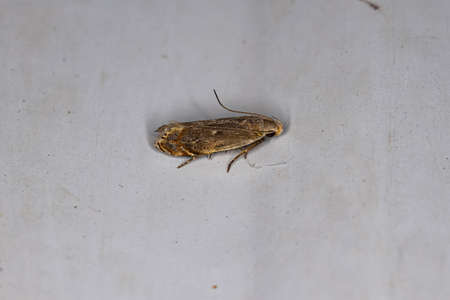 Adult Curved-horn Moth of the Superfamily Gelechioidea