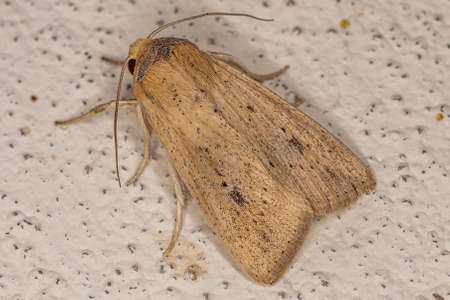 Adult Moth Insect of the order lepidopteraの写真素材