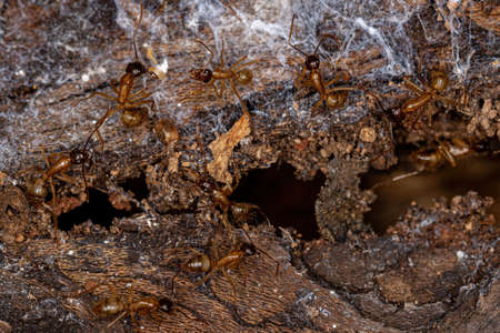 Adult Female Carpenter Ants of the genus Camponotus