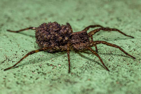Adult Female Wolf spider of the family Lycosidae carrying its young in its abdomenの写真素材