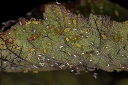 Group of small green aphids of the Family Aphididae