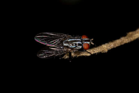 Adult Flesh Fly of the Family Sarcophagidae