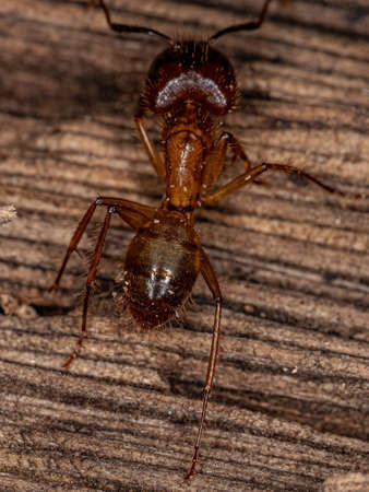 Adult Female Carpenter Ant of the genus Camponotus