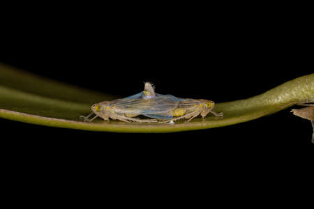 Adult Typical Leafhoppers of the genus Dalbulus couplingの写真素材