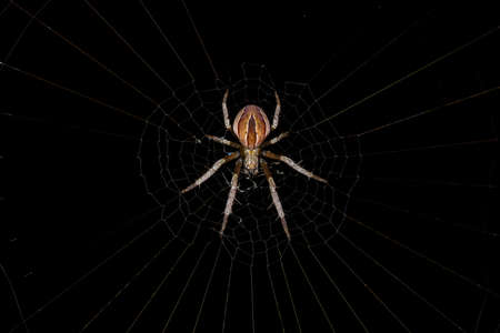 Small Typical Orbweaver of the Genus Accesia