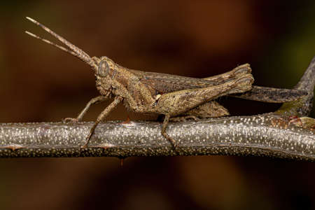 Adult Short-horned Grasshopper of the Tribe Abracriniの写真素材