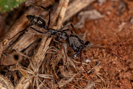 Adult Trap-jaw Ant of the Genus Odontomachus