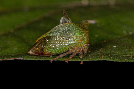 Adult Buffalo Treehopper of the Tribe Ceresiniの写真素材