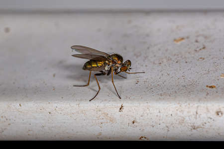 Adult Long-legged Fly of the Family Dolichopodidae