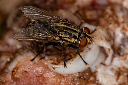 Adult Flesh Fly of the Family Sarcophagidae eating meat