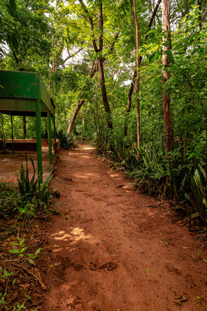 Aracatuba, Sao Paulo, Brazil - 03 19 2022: interior of the Baguacu Ecological Park in the Brazilian city of Aracatuba with forest coverのeditorial素材