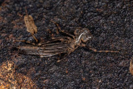 Small Dragonfy Insect Molt of the order Odonata
