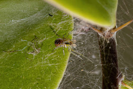 Adult Male Cobweb Spider of the Family Theridiidaeの写真素材