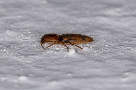 Adult Click Beetle of the Family Elateridaeの写真素材