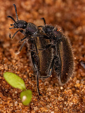 Adult Long-jointed Beetles of the species Lagria villosa couplingの写真素材