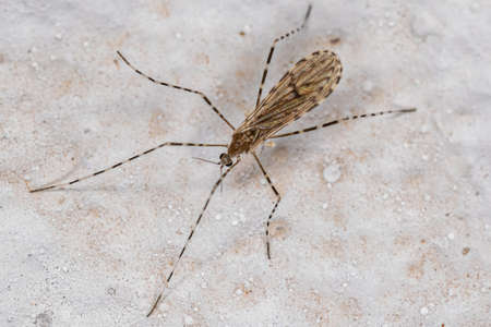 Adult Limoniid Crane Fly of the Family Limoniidaeの写真素材