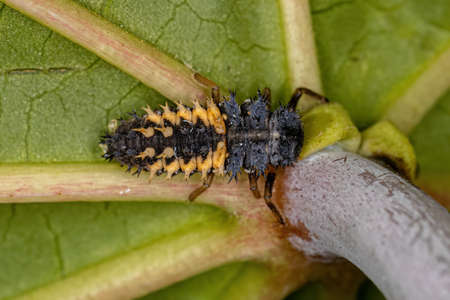 Asian Lady Beetle Larva of the species Harmonia axyridisの写真素材