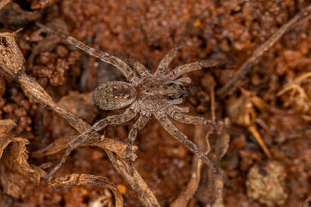Small Wolf Spider of the Family Lycosidae