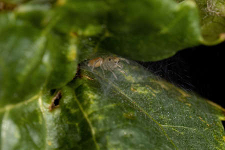 Small Jumping Spider of the Subfamily Salticinaeの写真素材