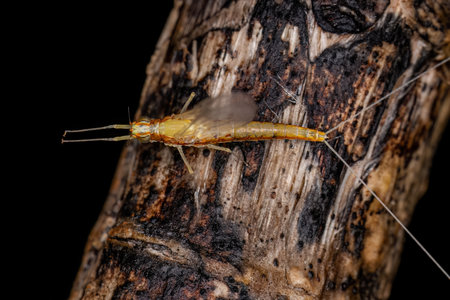Adult Female Mayfly Insect of the Genus Camelobaetidius