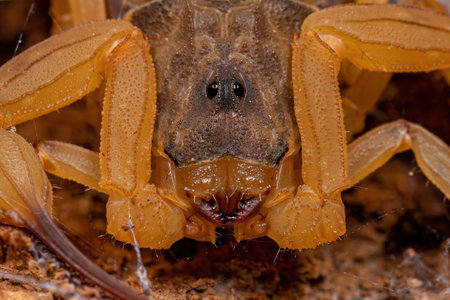 Adult Female Brazilian Yellow Scorpion of the species Tityus serrulatus