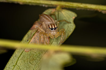 Small Male Jumping Spider of the Genus Chira