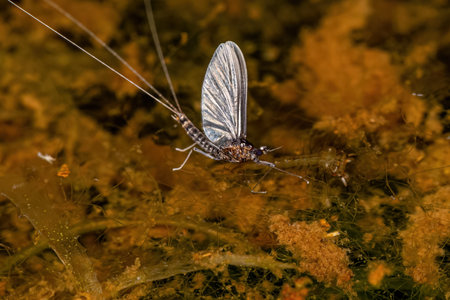 Small Adult Mayfly of the genus Traverhyphes