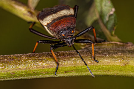 Adult Bordered Plant Bug of the species Largus balteatus