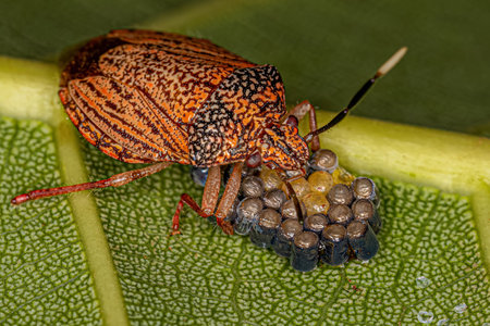 Adult Female Stink bug of the Species Antiteuchus sepulcralis protecting eggs