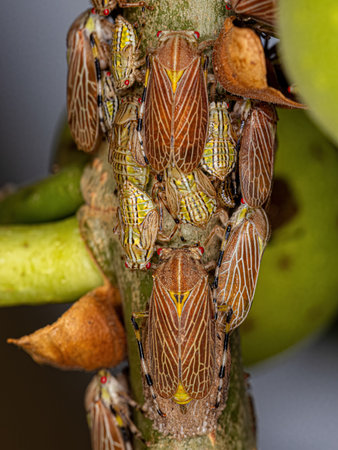 Adult Aetalionid Treehopper of the species Aetalion reticulatum with nymphsの写真素材