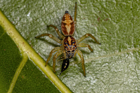 Small Jumping Spider of the Genus Frigga preying on a wasp