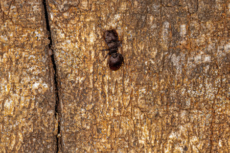 Adult Turtle Ant of the genus Cephalotesの写真素材