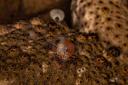 Female Adult Bont Tick of the species Amblyomma rotundatumの写真素材