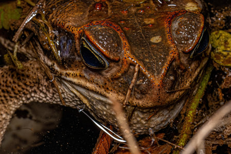 Adult Cururu Toad of the genus Rhinella