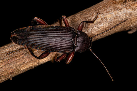 Adult Comb-clawed Darkling Beetle of the Subtribe Xystropodinaの写真素材