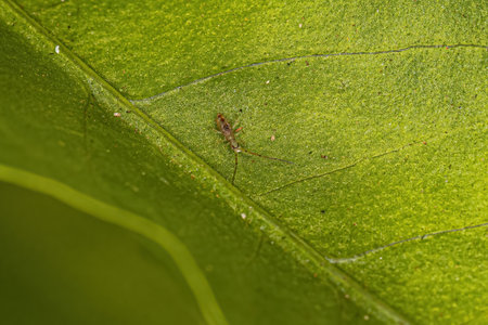 Small Elongate Springtail Arthropod of the Family Paronellidae