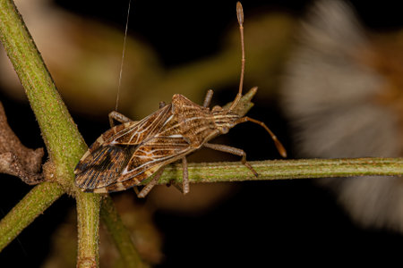 Adult Leaf-footed Bug of the Tribe Hypselonotini