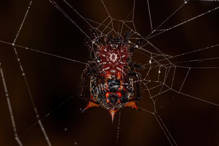 Adult Female Orbweaver of the species Actinosoma pentacanthumの写真素材