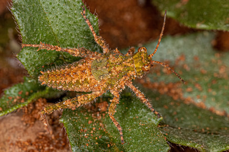 Short-horned Grasshopper Insect of the Genus Ommexecha