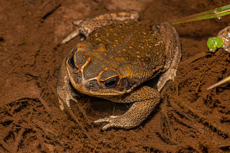 Adult Cururu Toad of the genus Rhinella