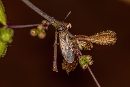 Adult Seed Bug of the Family Lygaeidae