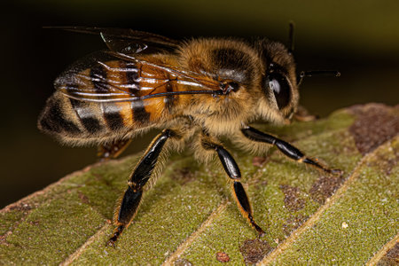 Adult Female Western Honey Bee of the species Apis mellifera