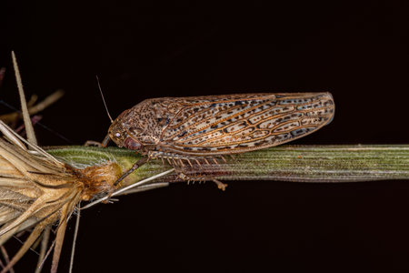 Small Typical Leafhopper of the Tribe Gyponiniの写真素材