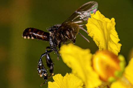 Adult Female Stingless Bee of the Genus Trigona