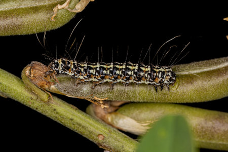 Ornate Bella Moth Caterpillar of the species Utetheisa ornatrix