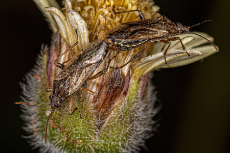 Adult Seed Bugs of the Family Lygaeidae