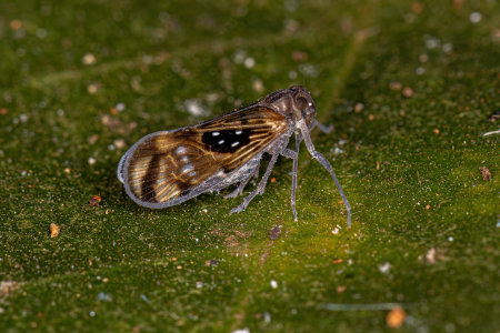 Adult Small Planthopper Insect of the Species Pintalia constellarisの写真素材